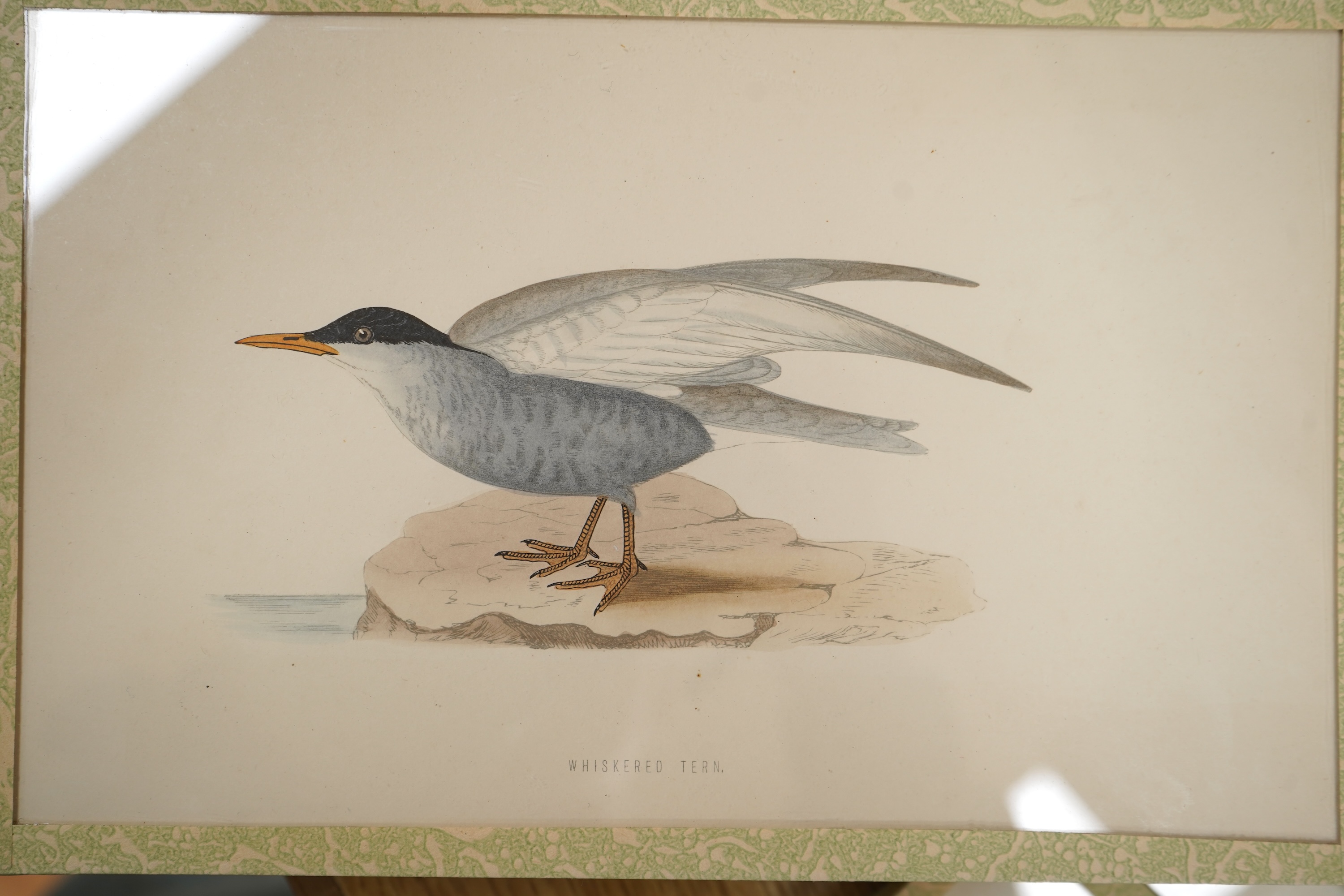 A group of eleven colour lithographs, seabirds to include ‘Common Gull’, ‘Buffons Skua’ and ‘Fulmar’, 16 x 25cm